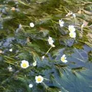 花 (　月　日 ~  月　日、発送不可)の画像