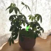 YKR35の画像
