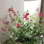 クラリの画像