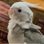 ナッ