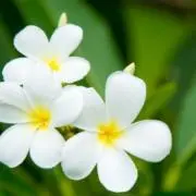 りんご358の画像