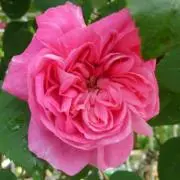 花花花の画像