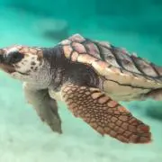 ソウル