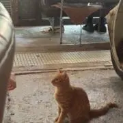 ichiの画像