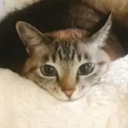 おみその画像