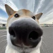 こうきの画像
