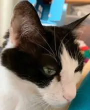 ちきくるの画像