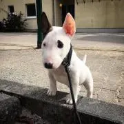 よもぎ