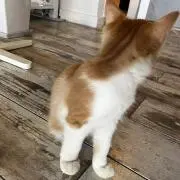 ちゃちゃの画像