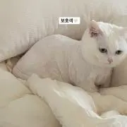 ヅラ