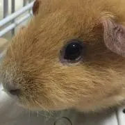こるちなの画像