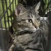 ねこの画像