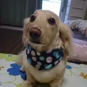 hana