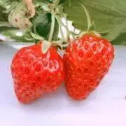 kanaの画像