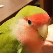 ぽぽぽの画像