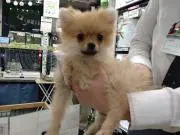 ポメラニアン