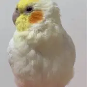断捨離チャンの画像