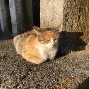 サンジャナの画像