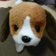 HARUの画像