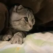 りんご