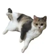 EMILyの画像