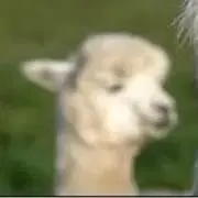 POPOの画像