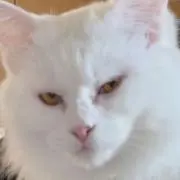 R E. 即購入可の画像