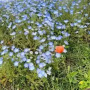 らーめんだいすきの画像