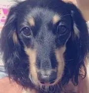 ショコラねねの画像