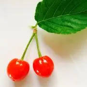 どんぐりころころの画像