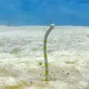 Kokoの画像