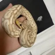 きえる