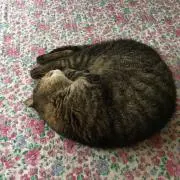 ☆TORA☆の画像