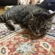 けいじ