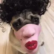 Kの画像