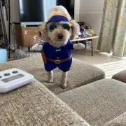 レオゴン