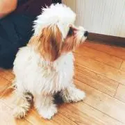 ちっちの画像