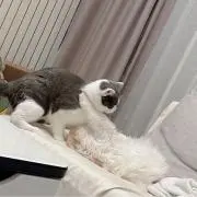 dream dreamの画像