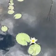 明太子せんべいの画像