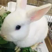 Kazu