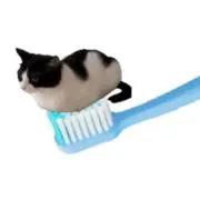 Ariaの画像