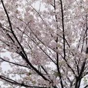 しゅーの画像
