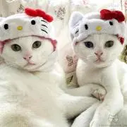 もこ