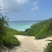 スズキの画像
