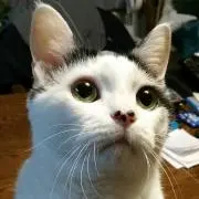 JANBODORITTIの画像