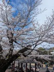 ・・・の画像
