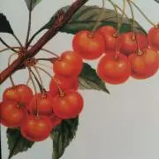 nilnoir8/12〜14発送不可ですの画像