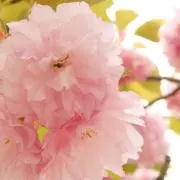 つき