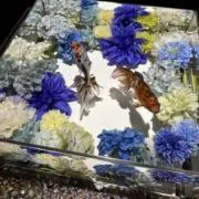 青白金魚の画像