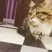 るるる@現品基本24時間以内発送の画像